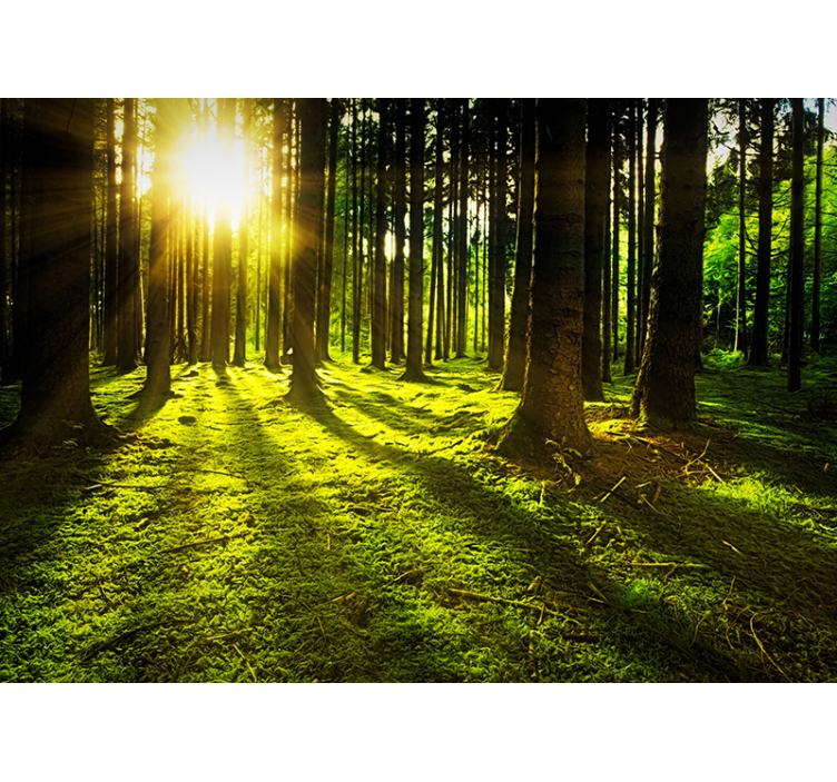 Cortina roller verde bosque soleado - TenVinilo