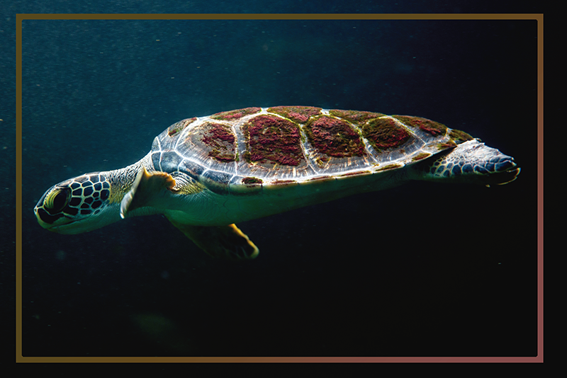 Individual original mesa paisaje acuático de tortuga - TenVinilo