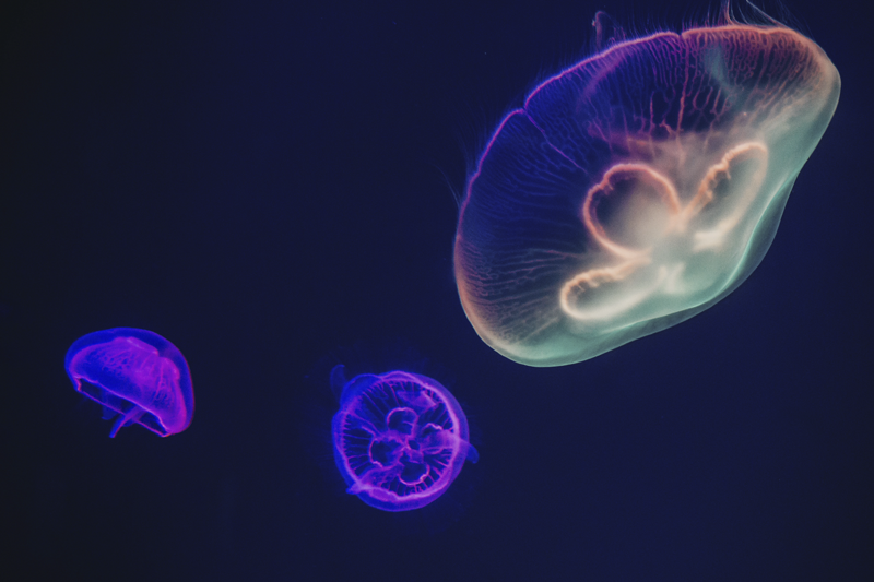 Manteles individuales medusas multicolor - TenVinilo