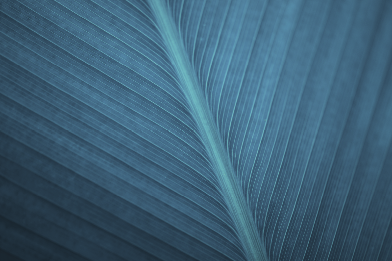 Manteles individuales modernos Gran hoja gris azul - TenVinilo