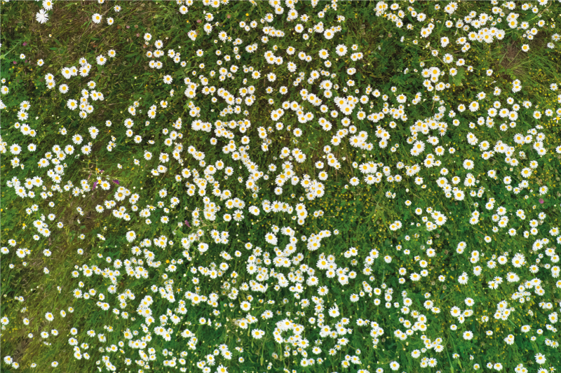 Individual mesa patrón flores frescas - TenVinilo