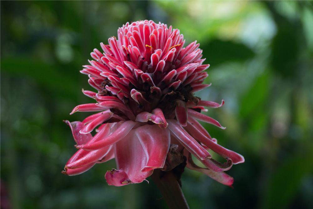 Individual original mesa arreglo floral tropical - TenVinilo