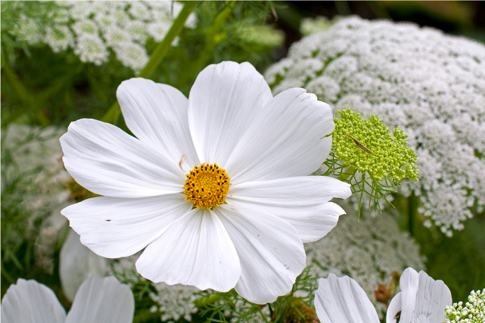 Individual original mesa flor blanca elegante - TenVinilo