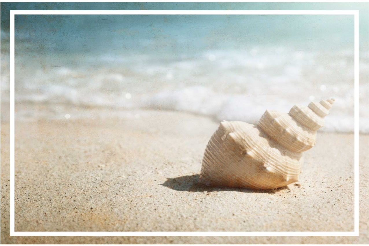 Individual original mesa exhibición elegante de conchas - TenVinilo