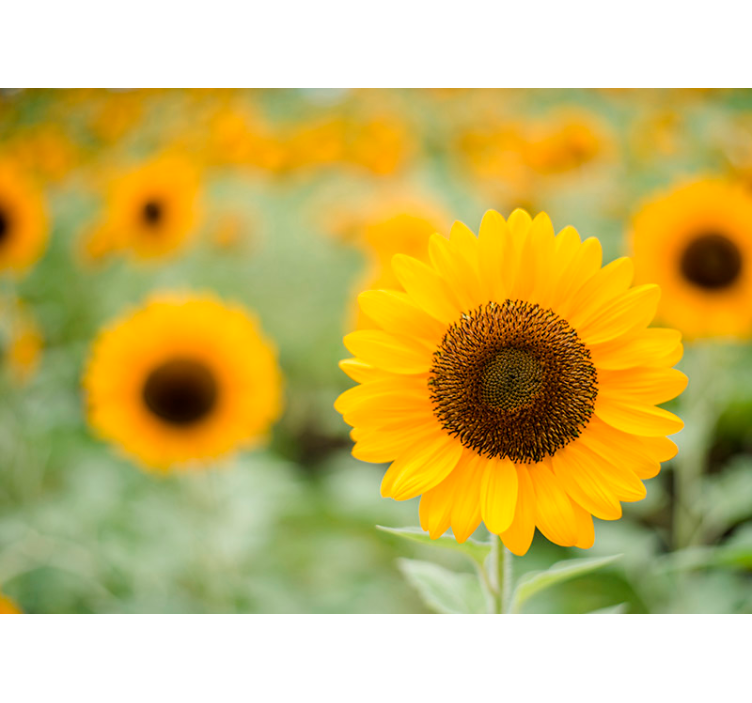 Fotomural prado girasoles de frente - TenVinilo