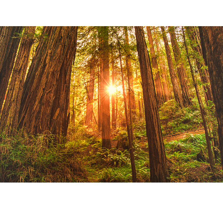 Fotomural paisaje bosque por la mañana salón - TenVinilo