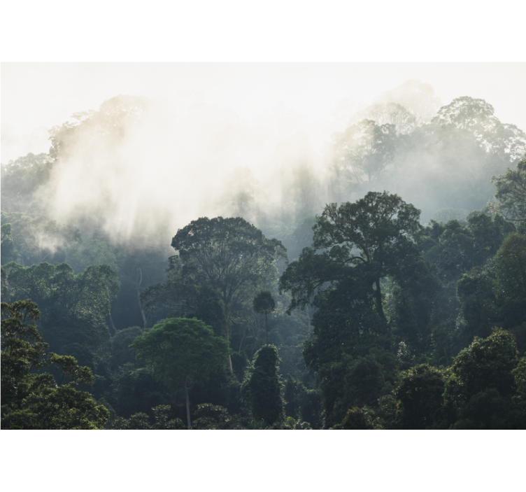 Mural de naturaleza vista del bosque nebuloso - TenVinilo