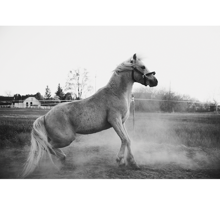 Mural de animales caballo galopante - TenVinilo