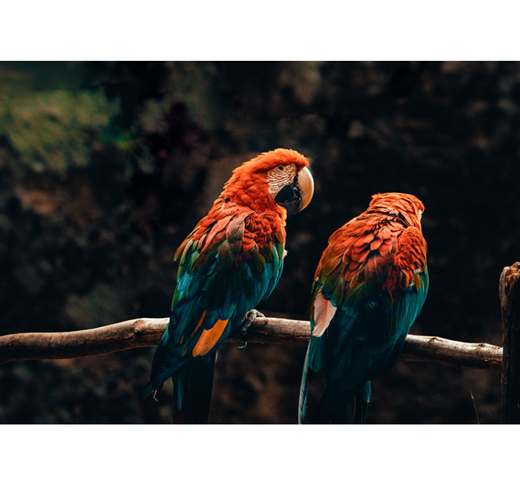 Fotomural animale Loros de colores - TenVinilo