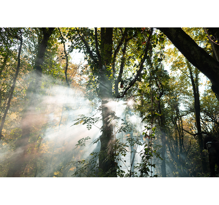 Mural de bosque atmosfera de bosque sereno - TenVinilo