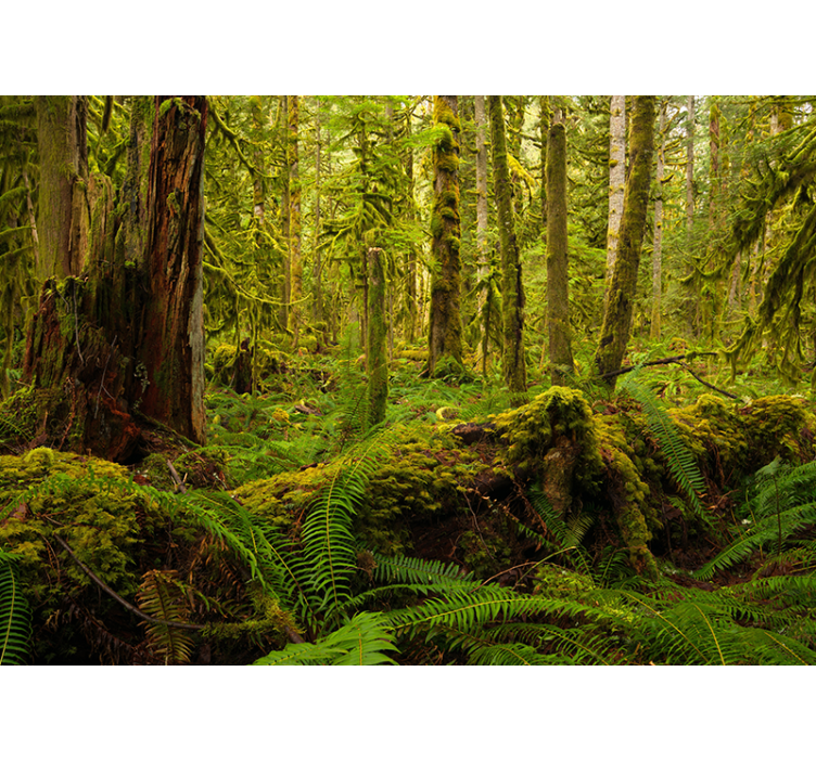 Mural de bosque exuberante paisaje forestal - TenVinilo