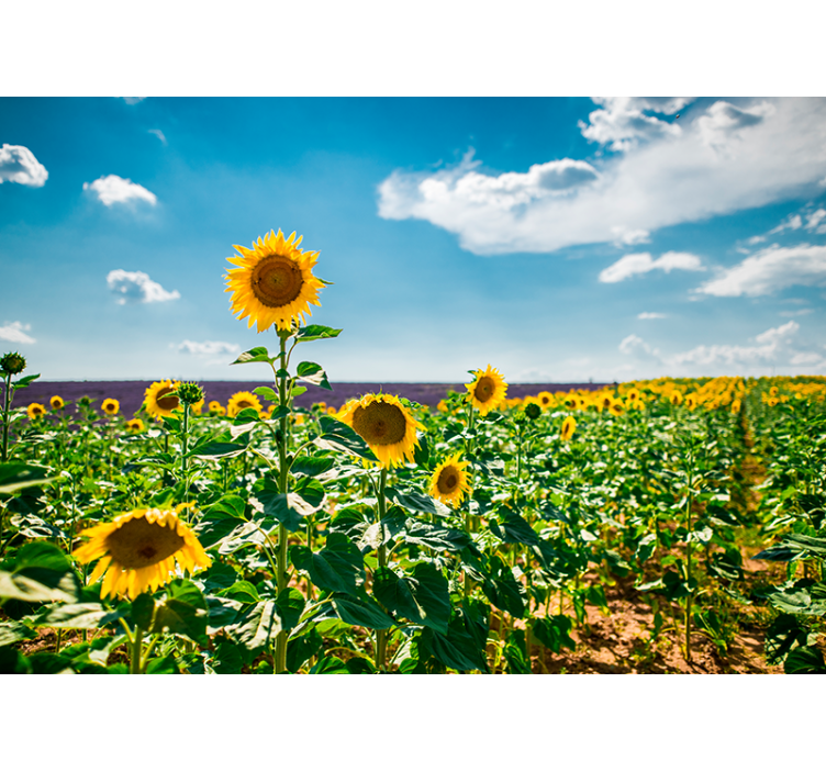 Fotomural flores Campo de girasol y lavanda - TenVinilo
