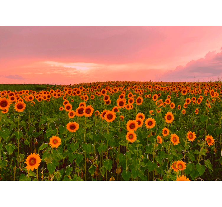 Fotomural flores Campo de girasoles cielo colorido - TenVinilo