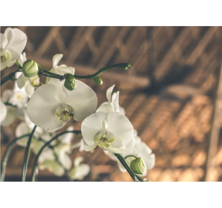 Fotomural  Orquídea blanca estructurada - TenVinilo