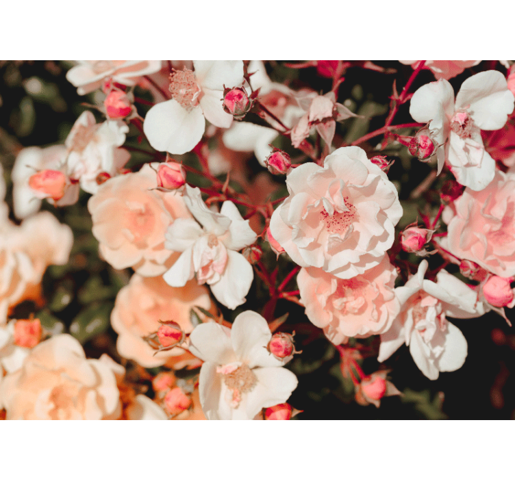 Fotomural de rosas Muchas flores - TenVinilo