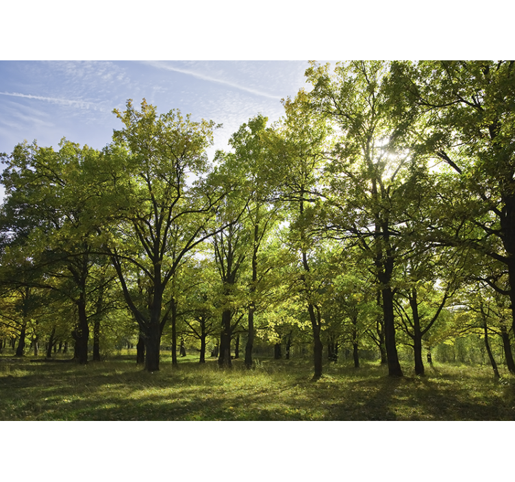 Mural de naturaleza paisaje frondoso y vivo - TenVinilo