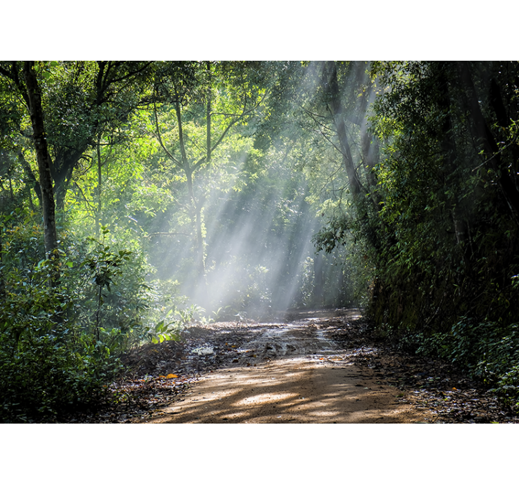 Mural de naturaleza sendero del bosque luminoso - TenVinilo