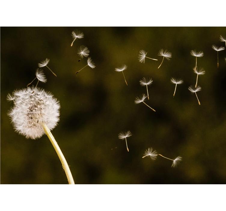 Fotomural flores Diente de león volando en el viento - TenVinilo