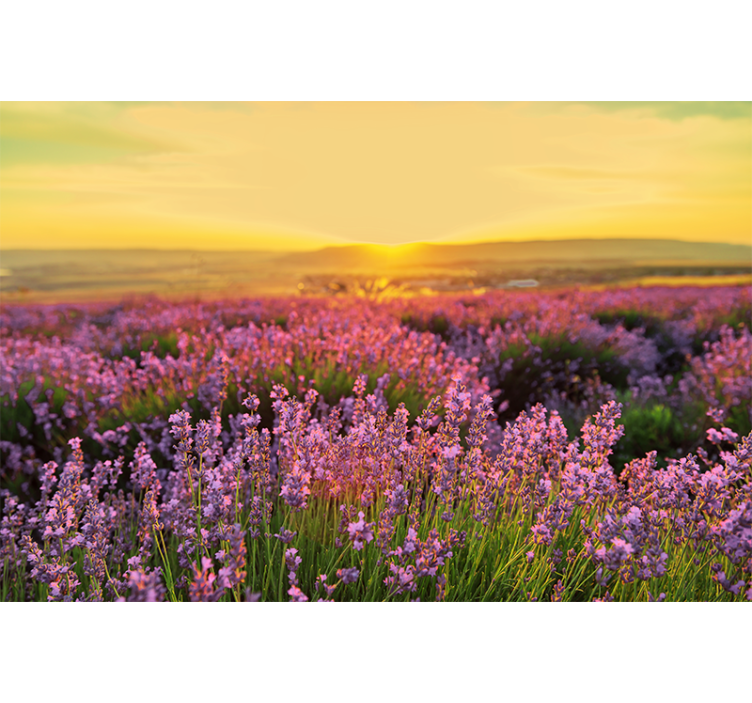 Mural de flores campo de lavanda al atardecer - TenVinilo