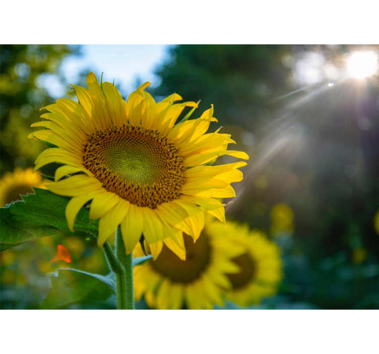 Mural de flores girasoles en plena floración - TenVinilo
