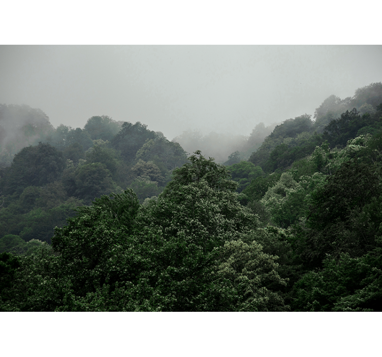 Fotomural de bosque árboles verdes y niebla desde arriba - TenVinilo