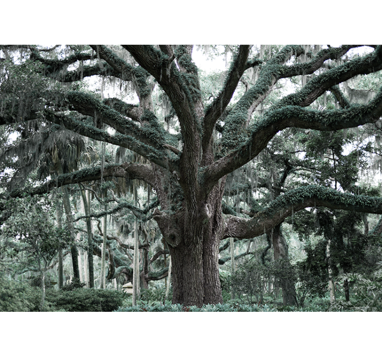 Mural de árboles majestuosas ramas de roble - TenVinilo