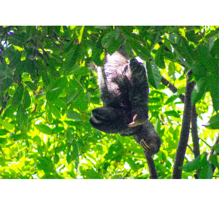 Mural de animales perezoso colgando entre hojas - TenVinilo