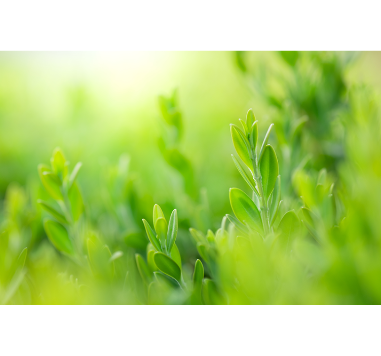 Mural de naturaleza detalle de vegetación exuberante - TenVinilo