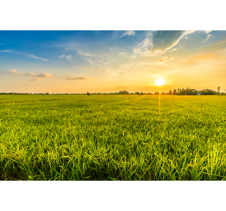 Mural de paisajes atardecer sobre campos verdes - TenVinilo
