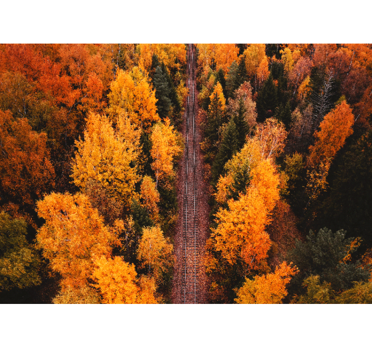 Mural de paisajes sendero del bosque en otoño - TenVinilo