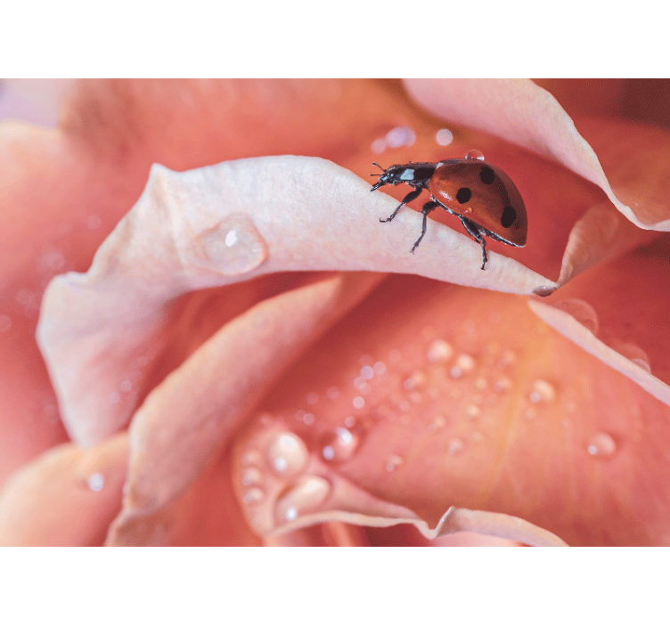 Mural de flores mariquita en pétalo - TenVinilo