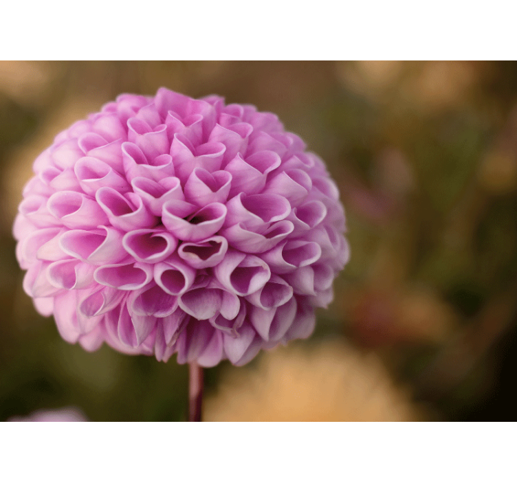 Mural de flores esfera floral rosa - TenVinilo