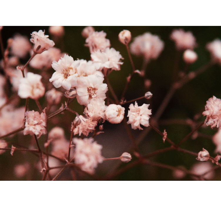Mural de flores flores delicadas en floración - TenVinilo
