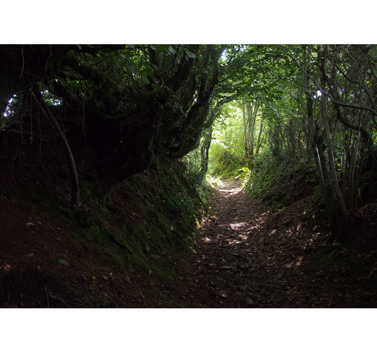 Mural de bosque sendero del bosque - TenVinilo