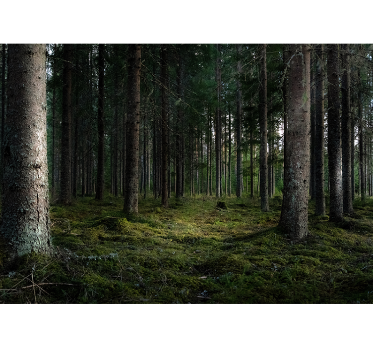 Mural de bosque paisaje sereno - TenVinilo
