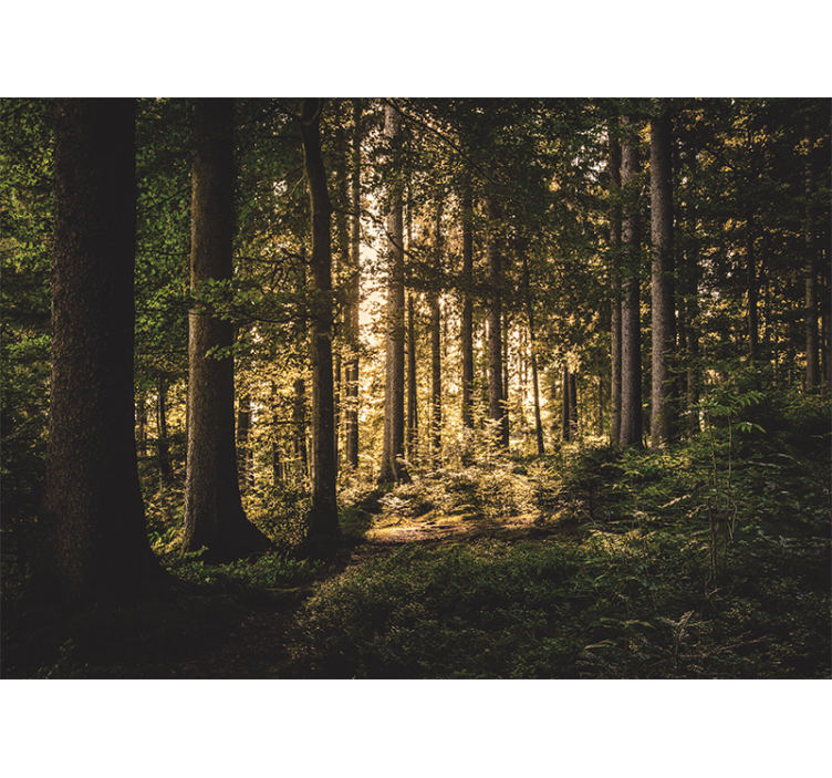 Mural de bosque camino brillante en el bosque - TenVinilo