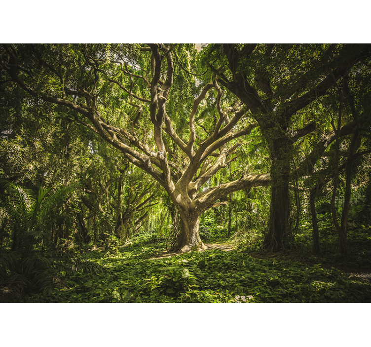 Mural de bosque dosel de árboles majestuosos - TenVinilo
