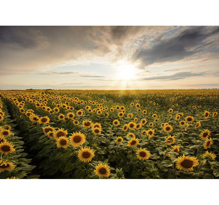 Mural de flores crepúsculo en un campo de girasoles - TenVinilo