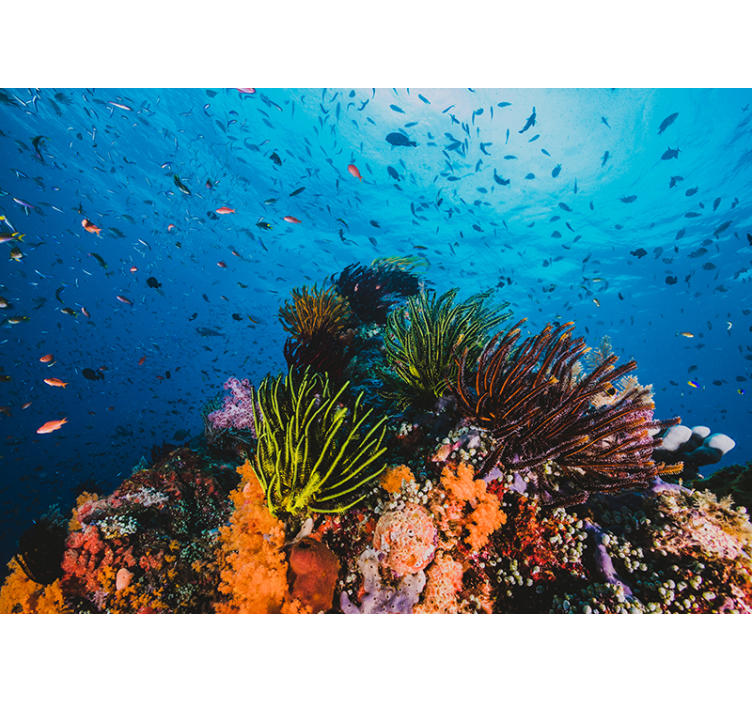 Fotomural mar Arrecife de coral - TenVinilo