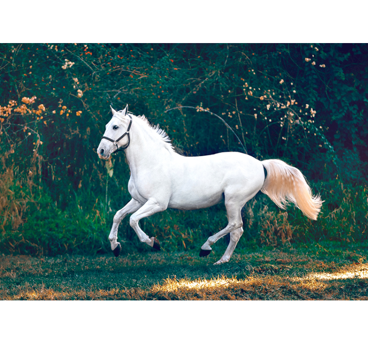 Fotomural naturaleza caballo blanco corriendo - TenVinilo