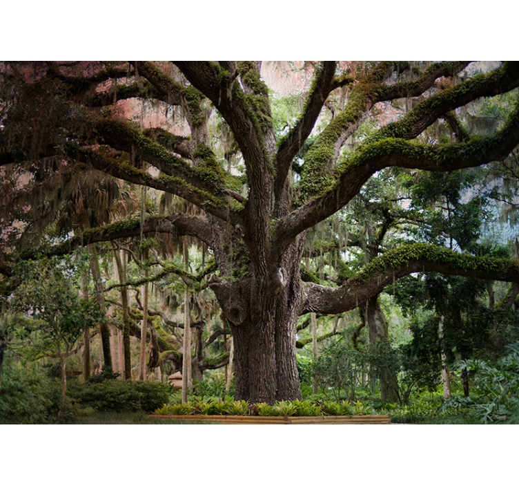 Mural de bosque majestuoso roble - TenVinilo