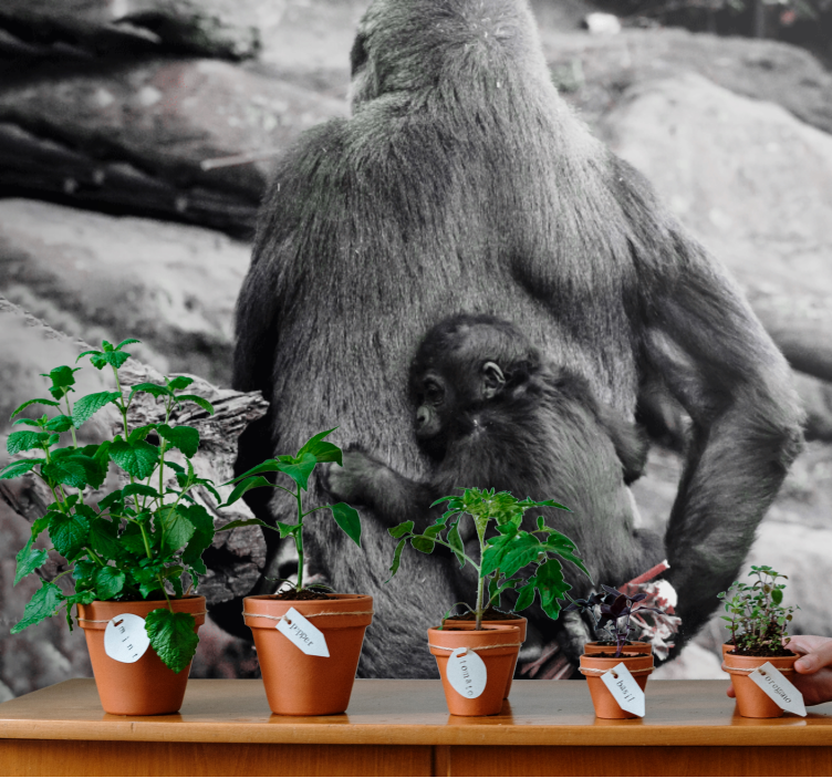 Mural de animales madre y bebé gorila - TenVinilo