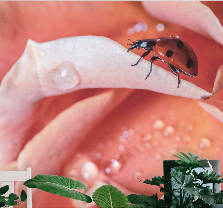 Mural de flores mariquita en pétalo - TenVinilo