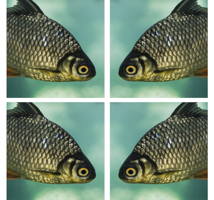 Portavasos frikis imagen realista de peces - TenVinilo