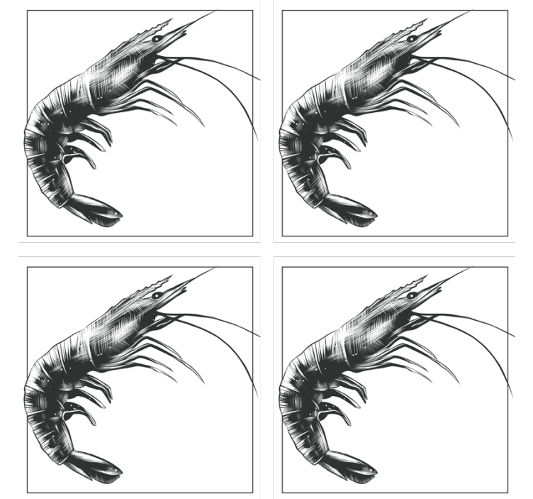 Posavasos camarón dibujado blanco y negro - TenVinilo