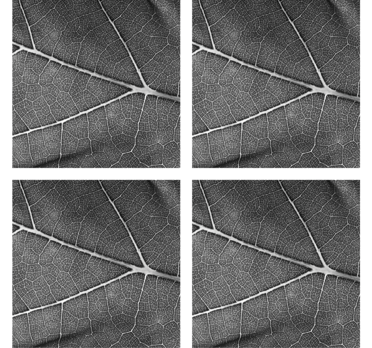Portavasos patrón de hojas intrincadas - TenVinilo