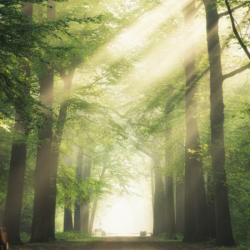 Poster salón bosque verde con el sol - TenVinilo