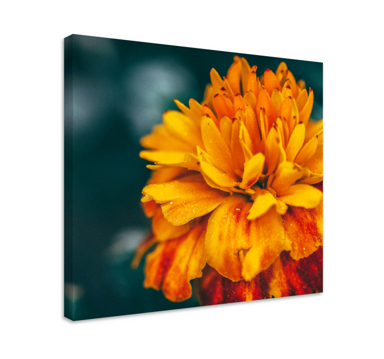 Cuadro de flores flor de naranja vibrante - TenVinilo