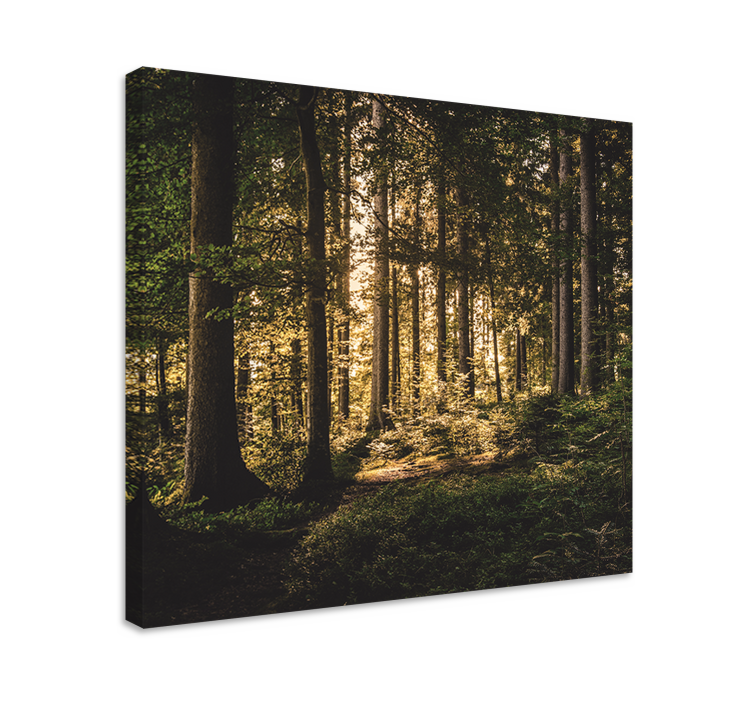 Cuadro paisajes bosque luminoso - TenVinilo