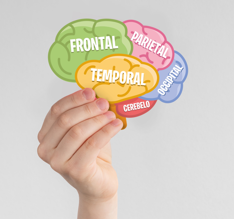 Vinilo ciencias anatomía del cerebro - TenVinilo